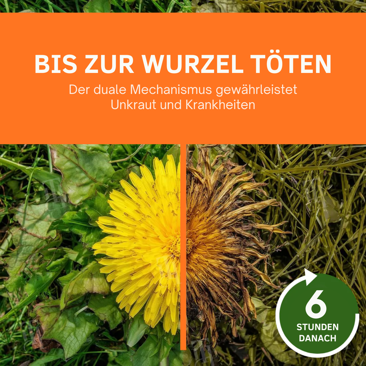 Fivfivgo® 2-in-1 Max Macht Herbizid ⚡️ Sehen Unkraut in 6 Stunden abstirbt