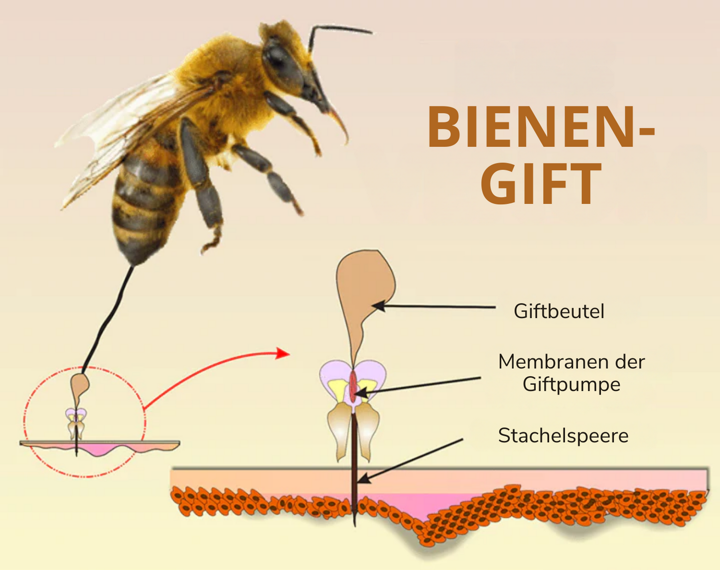 Fivfivgo® Bienen-Gift-Warzen-Erneuerungsspray